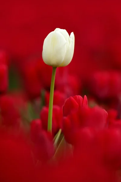 Floração tulipa branca — Fotografia de Stock