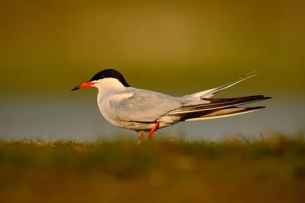 Vanlig Tern, Sterna hirundo — Stockfoto