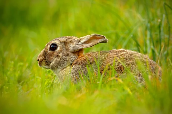 Otların arasında oturan sevimli tavşan — Stok fotoğraf