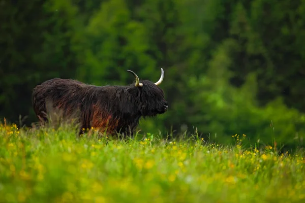 Highland cattle in the flowered meadow — Stok fotoğraf