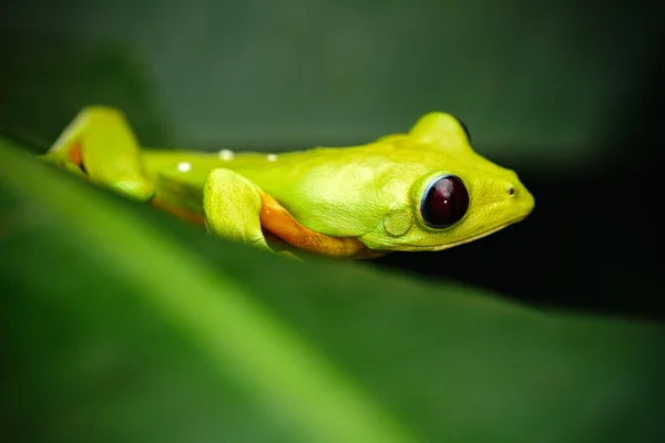 Animal exótico, Rã da Folha Voadora — Fotografia de Stock