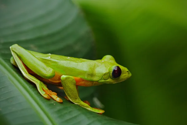 Rana de hoja voladora, Agalychnis spurrelli — Foto de Stock