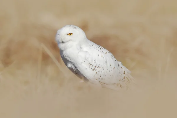 雪猫头鹰，黄眼睛鸟 — 图库照片