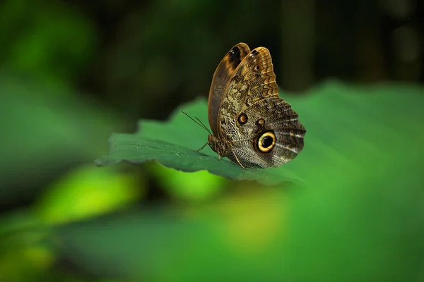 Beautiful butterfly Blue Morpho — Stock Photo, Image