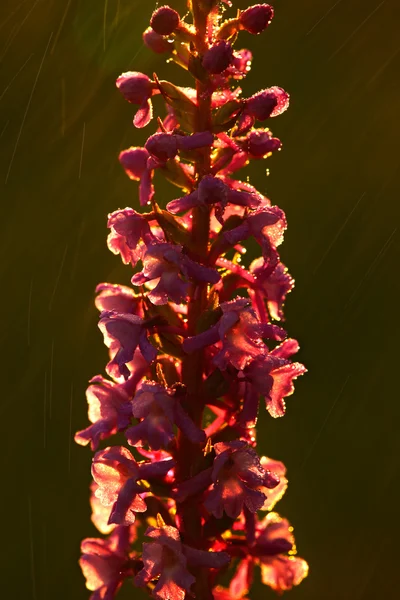 Floração orquídea selvagem terrestre europeia — Fotografia de Stock