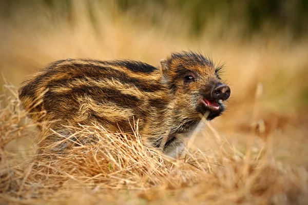 Porträt junger Wildschweine — Stockfoto