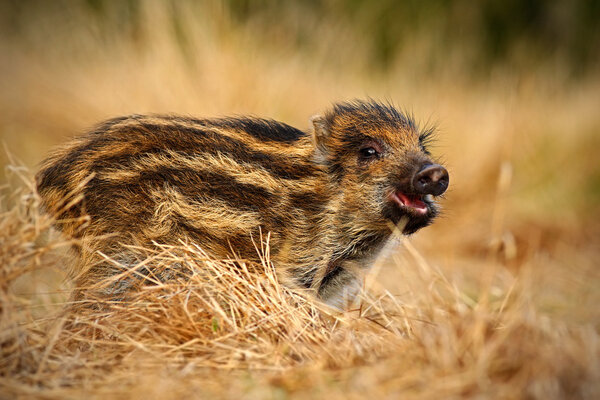 Portrait of young Wild boar 