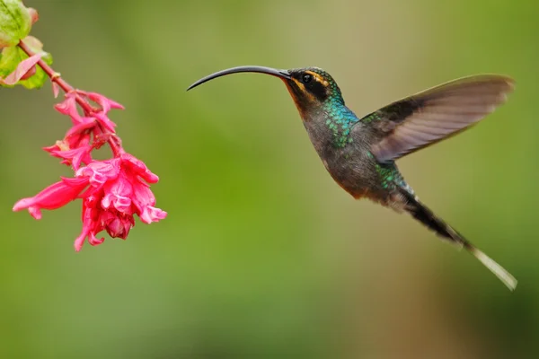 Kolibri med langt nebb – stockfoto