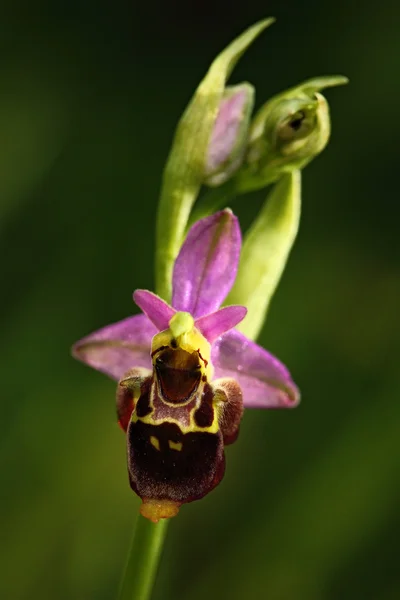 Detail of wild pink flower — Stock Photo, Image