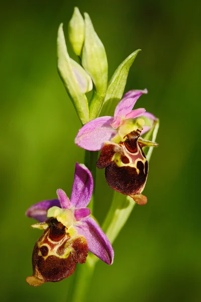 Orchidée sauvage terrestre européenne à floraison — Photo