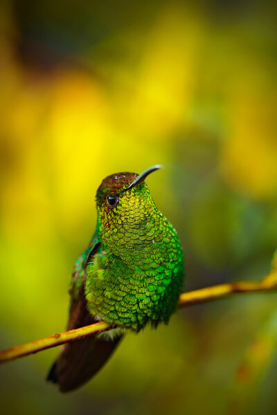 Медноголовый изумруд
