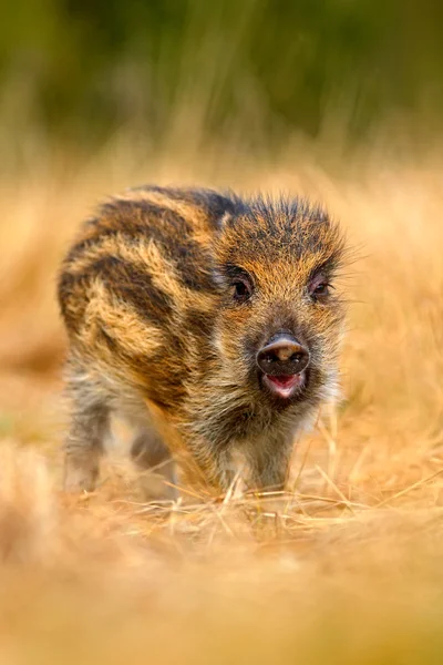 Porträt junger Wildschweine — Stockfoto