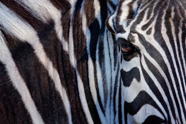 La cara de una cebra de Grevy — Foto de Stock