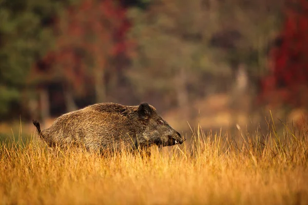 큰 야생 멧돼지, Sus scrofa — 스톡 사진
