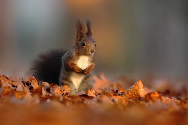 Niedliches Rotes Eichhörnchen — Stockfoto