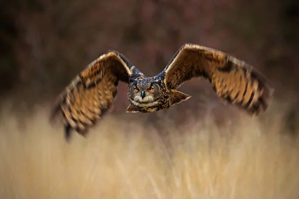 숲 새를 플 라 잉 — 스톡 사진