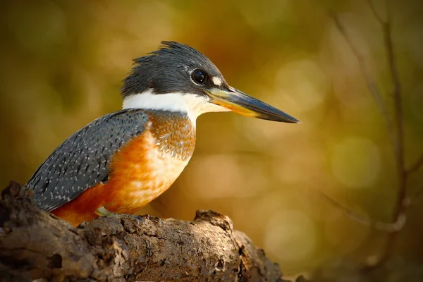 Ringed Kingfisher sitting on the tree branch — Stock Photo, Image