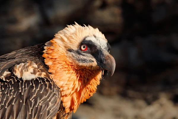 Zeldzame berg vogel — Stockfoto