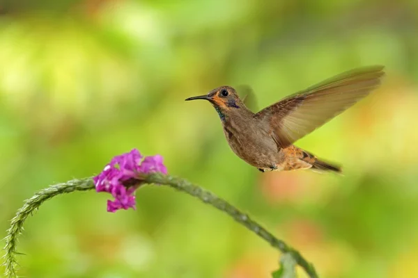 Kolibřík hnědá fialová ucho — Stock fotografie