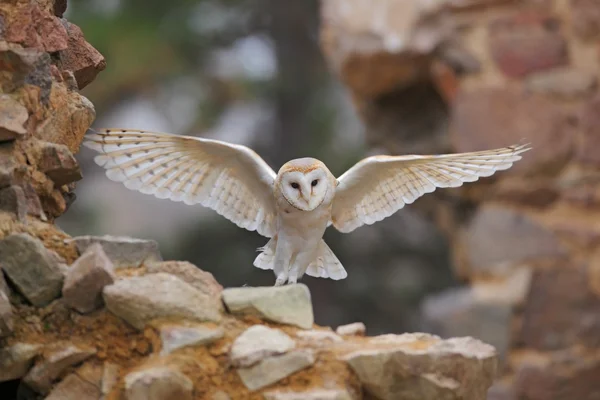 Barn Búho, Tyto alba — Foto de Stock