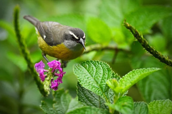 Bananaquit, Coereba flaveola — Fotografie, imagine de stoc