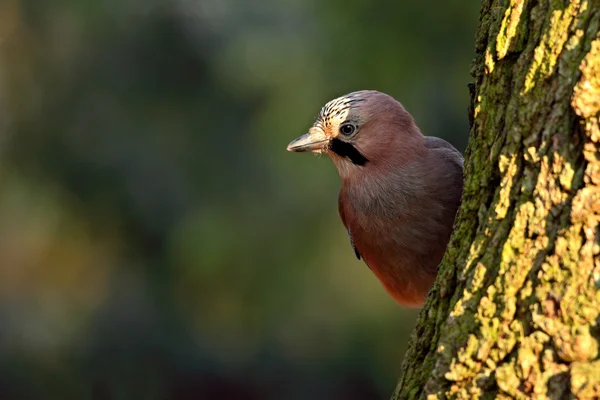 Vogel in het groene woud — Stockfoto