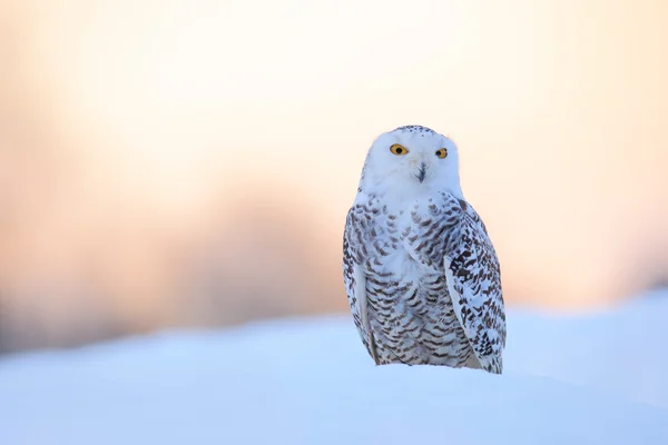 Schneeeule, Nyctea scandiaca — Stockfoto