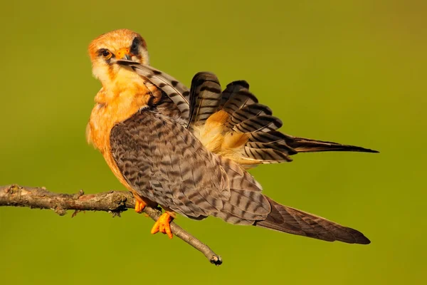 Red-footed Falcon — Stock Photo, Image