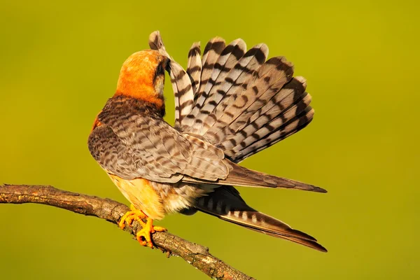 Falco dai piedi rossi — Foto Stock