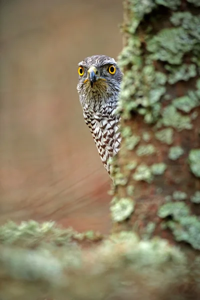 Goshawk sitting in the fallen larch forest — Stock Photo, Image
