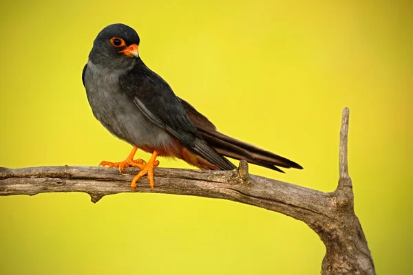 Faucon à pattes rouges assis sur une branche — Photo