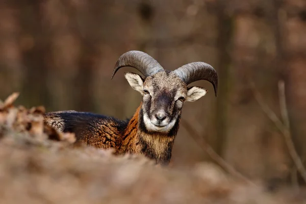 Moeflon met grote hoorns — Stockfoto