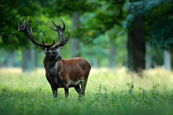Ciervo rojo en el bosque natural —  Fotos de Stock