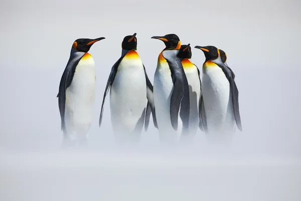 Ομάδα πιγκουίνων βασιλιά — Φωτογραφία Αρχείου