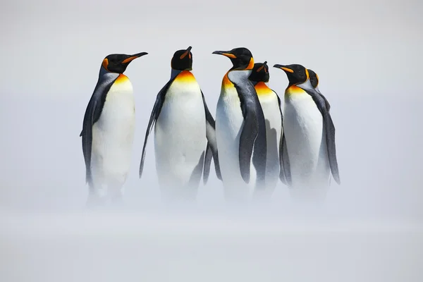 Grupo de pingüinos rey — Foto de Stock