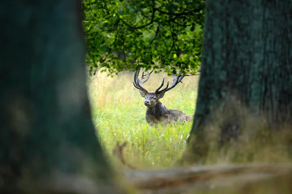 Cerf rouge dans la forêt naturelle — Photo