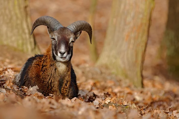 Mufflon med stora horn — Stockfoto