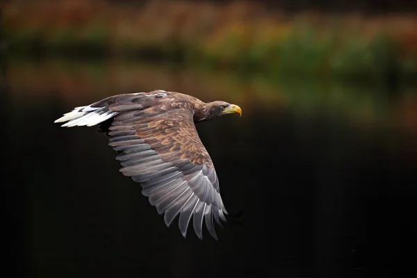 Ak kuyruklu kartal — Stok fotoğraf