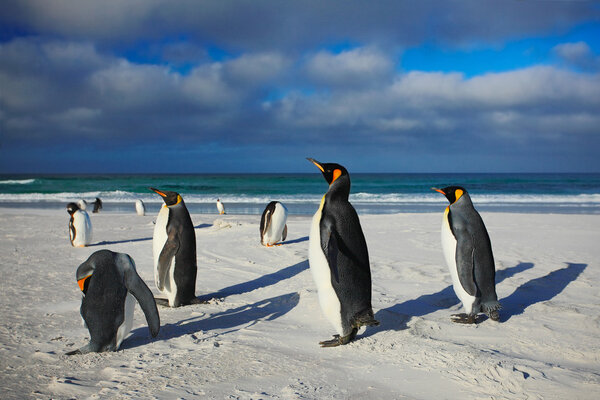Group of King penguins