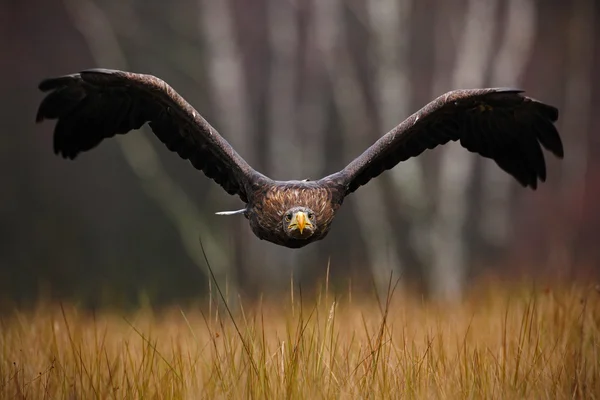 Águila de cola blanca — Foto de Stock