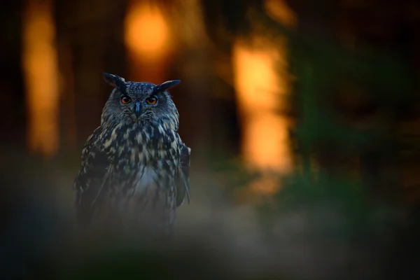 Coruja de águia eurasiana — Fotografia de Stock