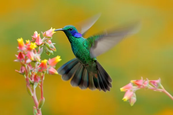 Hummingbird สีเขียว ไวโอเล็ตหู รูปภาพสต็อก