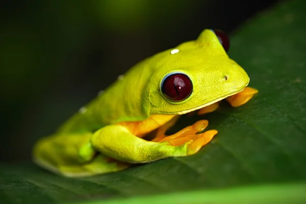 Flying Leaf Frog, Agalychnis spurrelli Stock Image