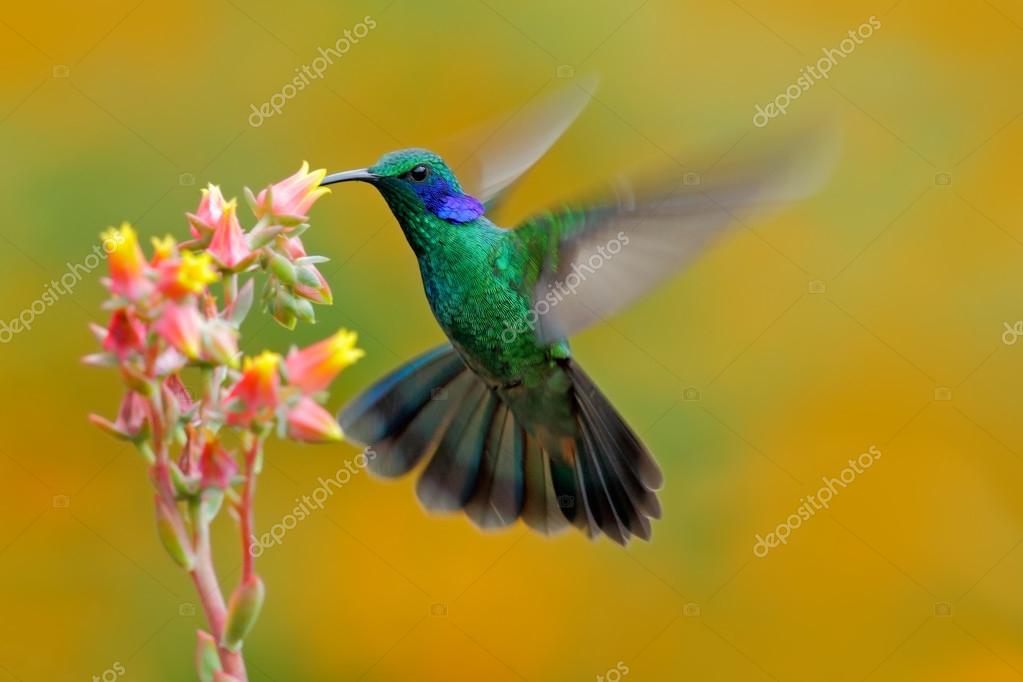 Colibri Images Libres De Droit Photos De Colibri Depositphotos