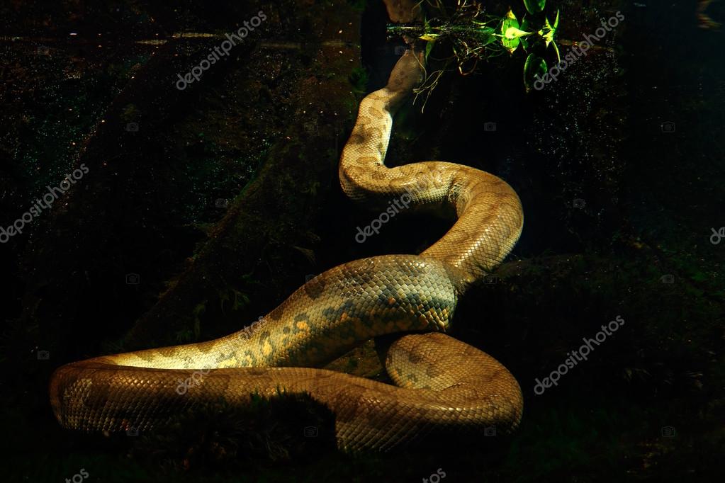 Green Anaconda In The Dark Water Stock Photo Image By C Ondrejprosicky Green Anaconda In The Dark Water Stock Photo Image By C Ondrejprosicky