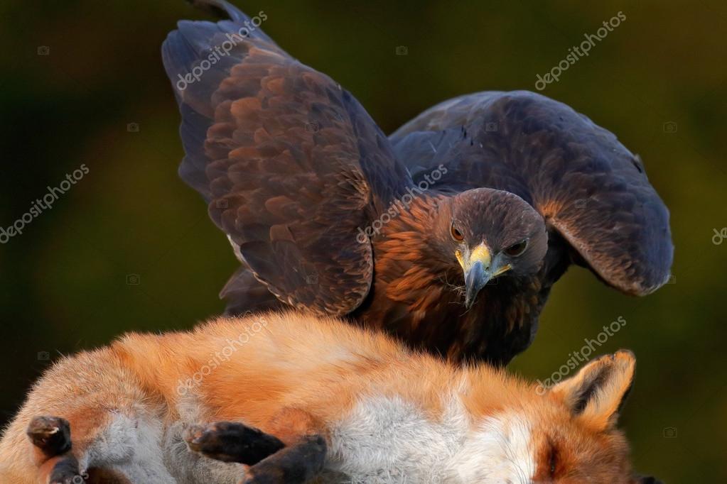 Golden Eagle Kill Red Fox Stock Photo Ondrejprosicky