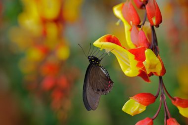 Yeşil swallowtail kelebek