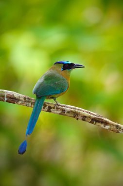 mavi tepeli motmot