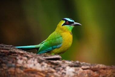 mavi tepeli motmot
