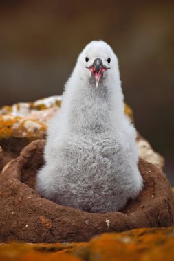 Kara kaşlı Albatros şirin bebek